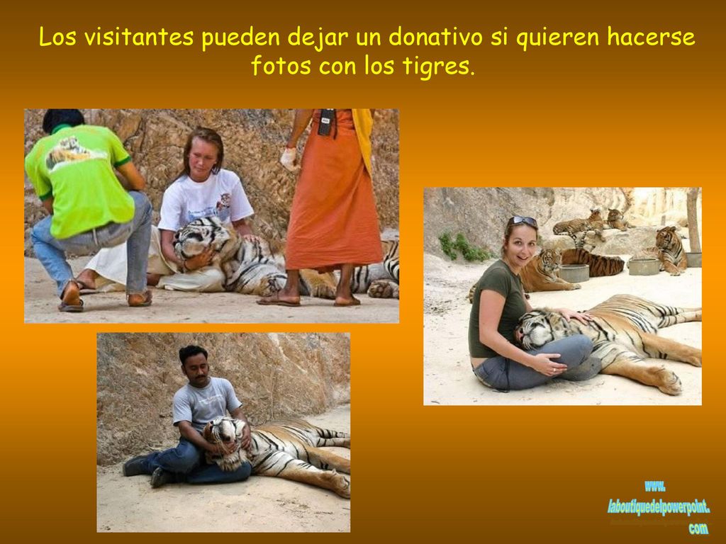 Los visitantes pueden dejar un donativo si quieren hacerse fotos con los tigres.