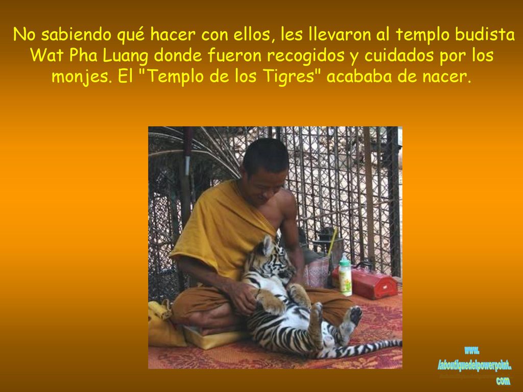 No sabiendo qué hacer con ellos, les llevaron al templo budista Wat Pha Luang donde fueron recogidos y cuidados por los monjes.