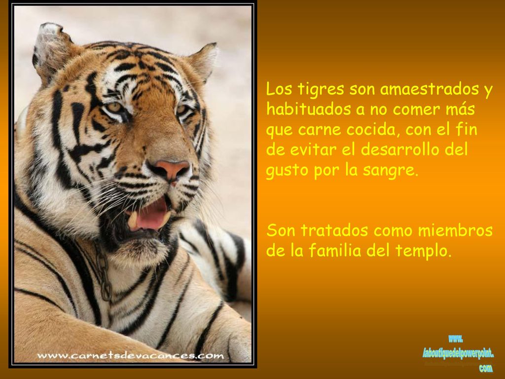Los tigres son amaestrados y habituados a no comer más que carne cocida, con el fin de evitar el desarrollo del gusto por la sangre.