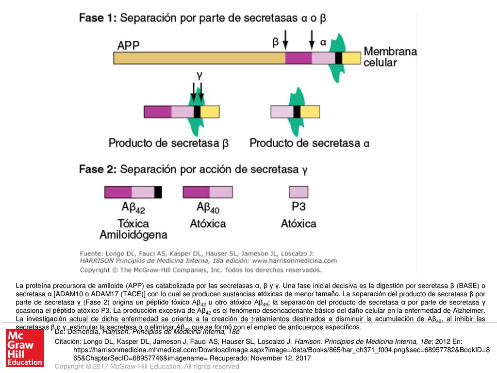 La proteína precursora de amiloide (APP) es catabolizada por las secretasas α, β y γ. Una fase inicial decisiva es la digestión por secretasa β (BASE) o secretasa α [ADAM10 o ADAM17 (TACE)] con lo cual se producen sustancias atóxicas de menor tamaño. La separación del producto de secretasa β por parte de secretasa γ (Fase 2) origina un péptido tóxico Aβ42 u otro atóxico Aβ49; la separación del producto de secretasa α por parte de secretasa γ ocasiona el péptido atóxico P3. La producción excesiva de Aβ42 es el fenómeno desencadenante básico del daño celular en la enfermedad de Alzheimer. La investigación actual de dicha enfermedad se orienta a la creación de tratamientos destinados a disminuir la acumulación de Aβ42, al inhibir las secretasas β o γ, estimular la secretasa α o eliminar Aβ42 que se formó con el empleo de anticuerpos específicos.