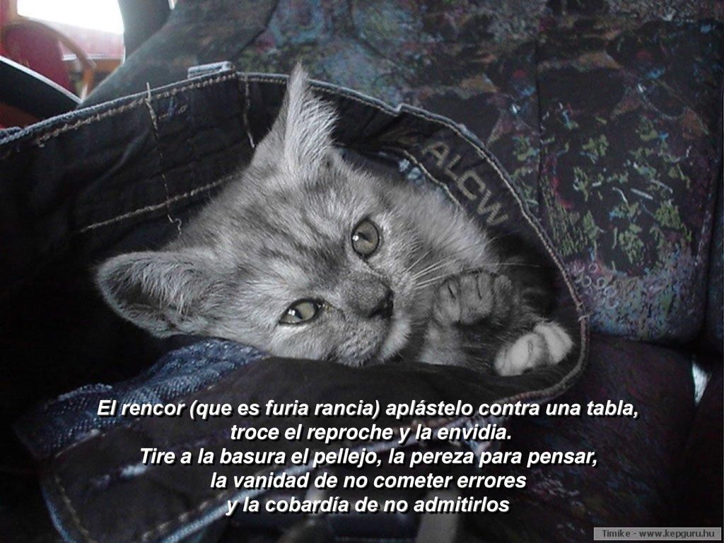 El rencor (que es furia rancia) aplástelo contra una tabla,