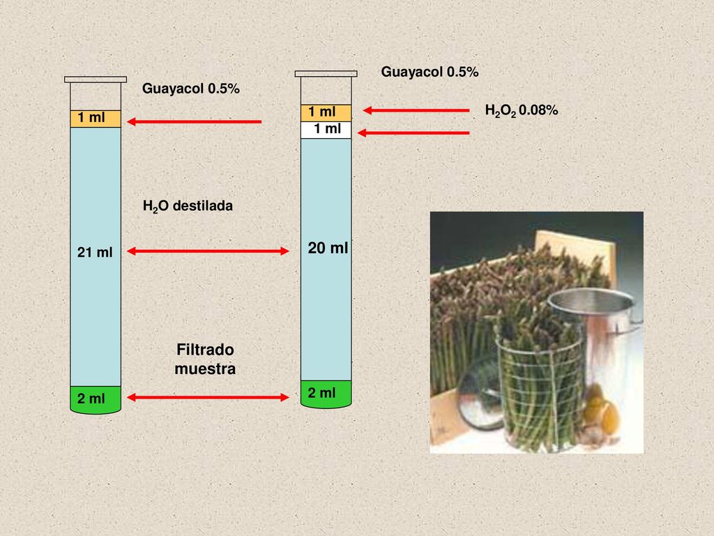 20 ml Filtrado muestra Guayacol 0.5% Guayacol 0.5% 1 ml H2O2 0.08%