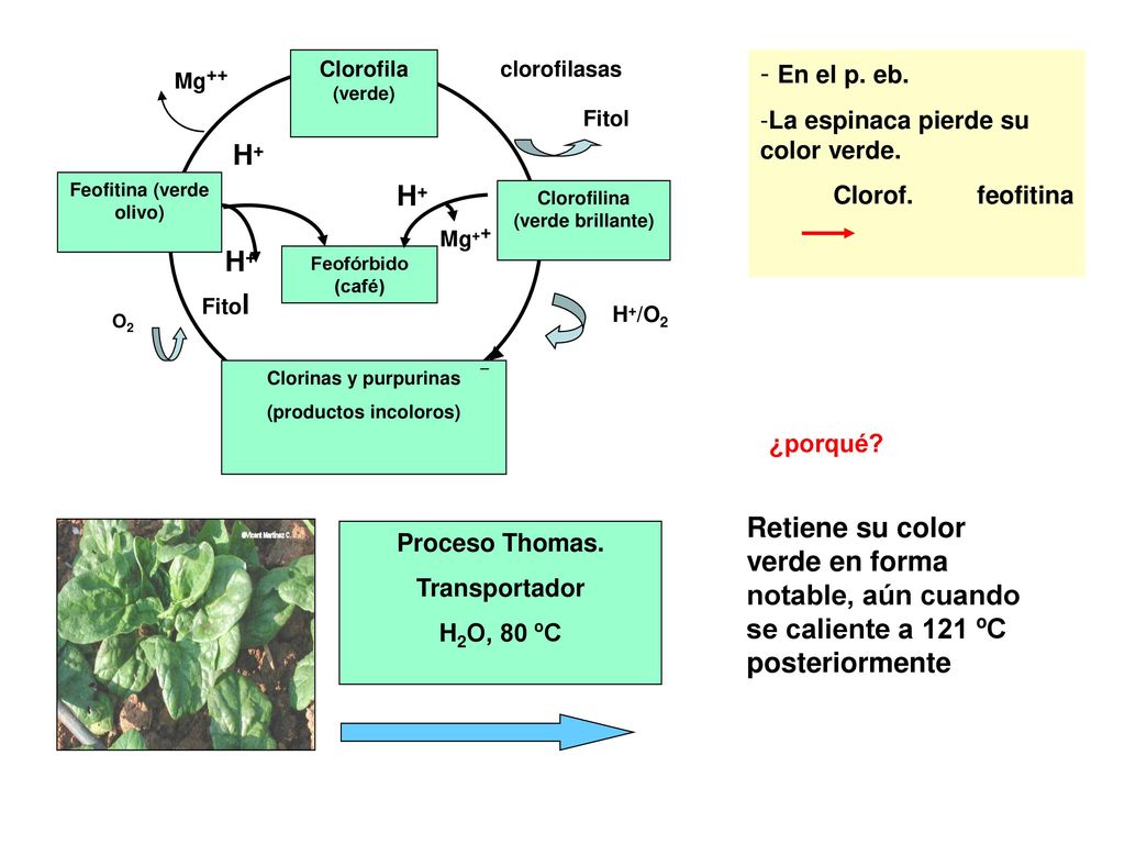Clorofila (verde) Clorofilina (verde brillante) Feofitina (verde olivo) Feofórbido (café) Clorinas y purpurinas.