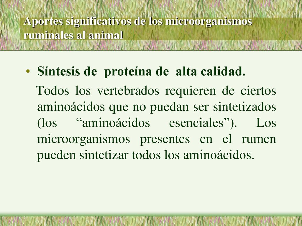 Aportes significativos de los microorganismos ruminales al animal