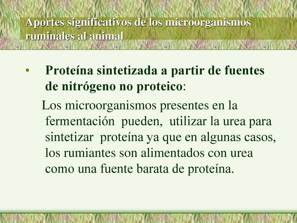 Aportes significativos de los microorganismos ruminales al animal