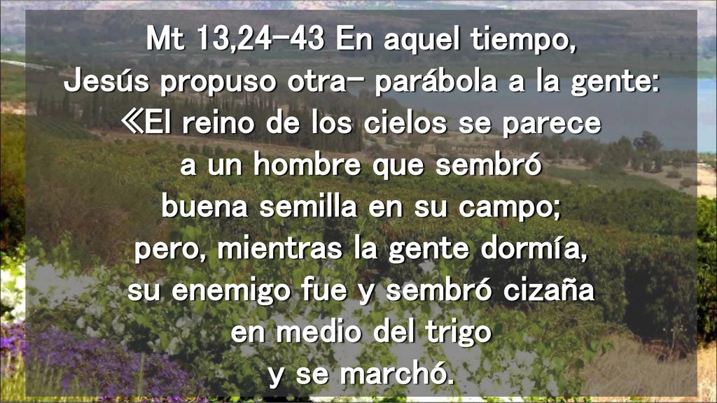 Mt 13,24-43 En aquel tiempo, Jesús propuso otra- parábola a la gente: «El reino de los cielos se parece a un hombre que sembró buena semilla en su campo; pero, mientras la gente dormía, su enemigo fue y sembró cizaña en medio del trigo y se marchó.