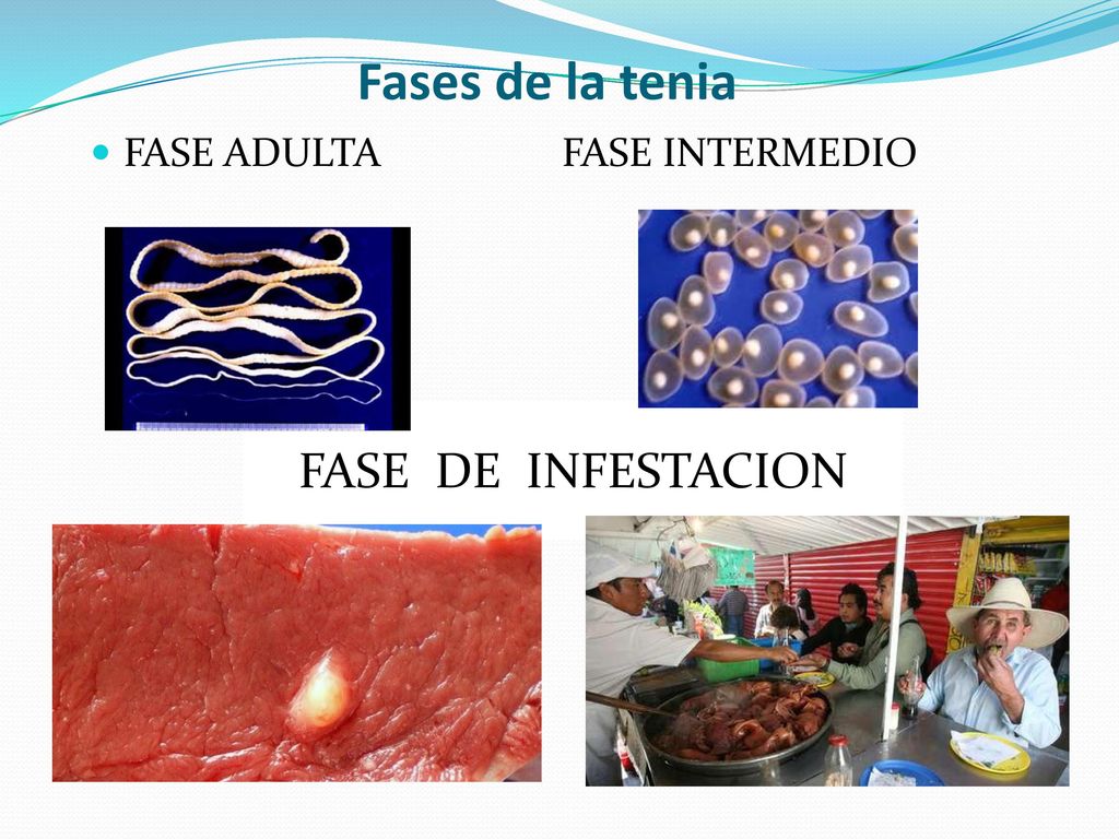 Fases de la tenia FASE ADULTA FASE INTERMEDIO FASE DE INFESTACION