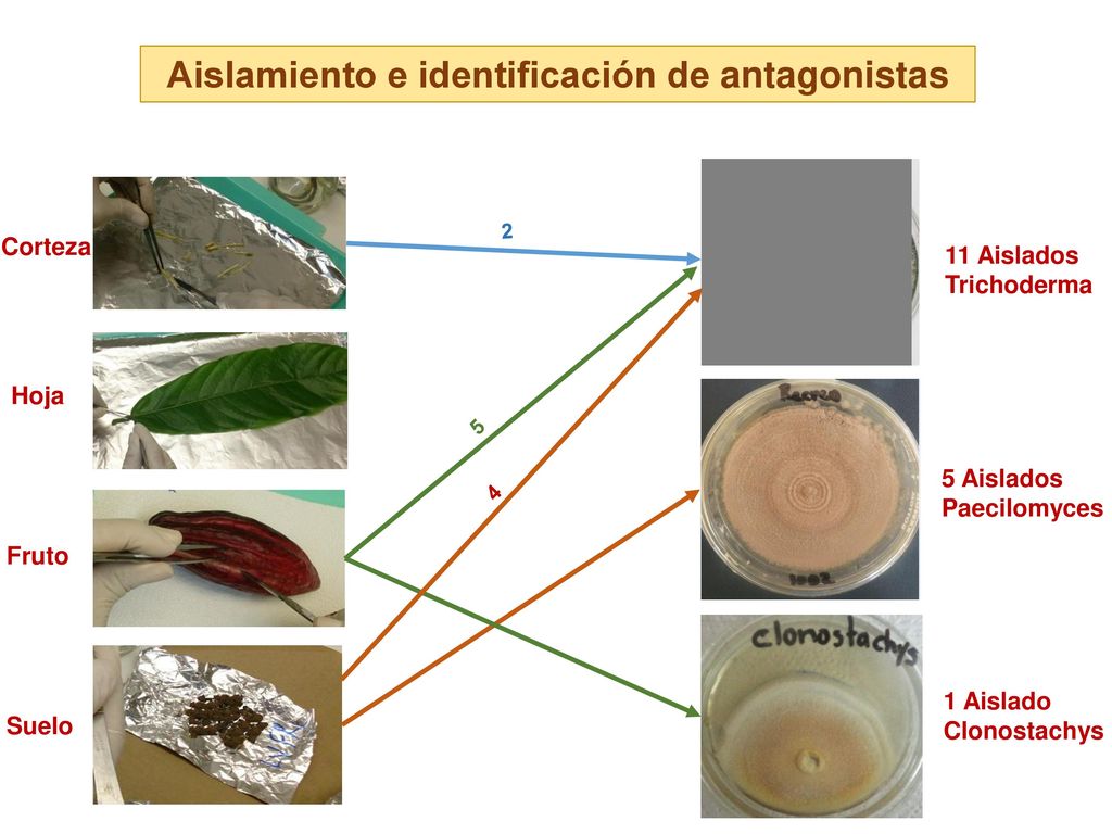 Aislamiento e identificación de antagonistas