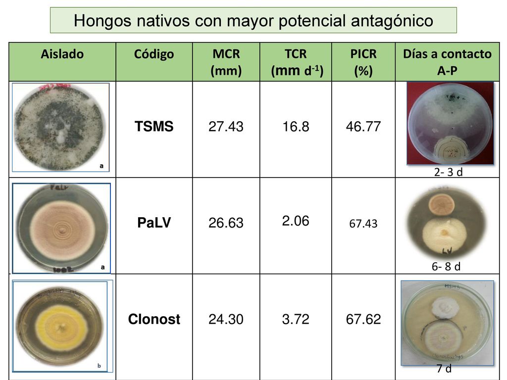 Hongos nativos con mayor potencial antagónico