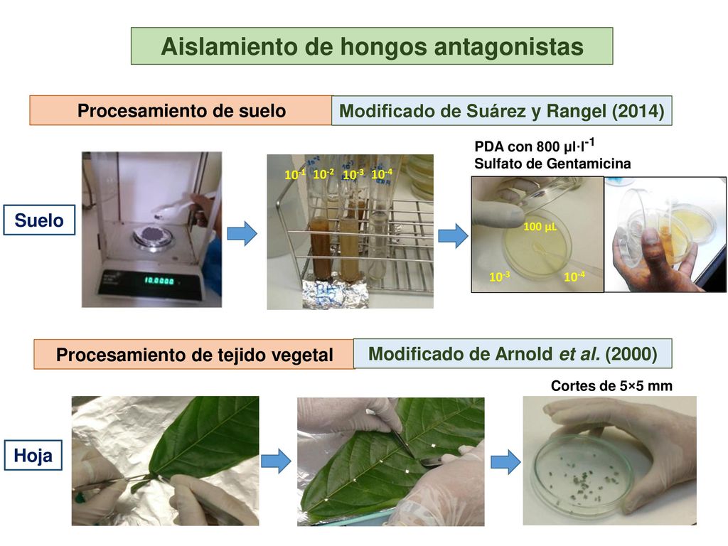 Aislamiento de hongos antagonistas