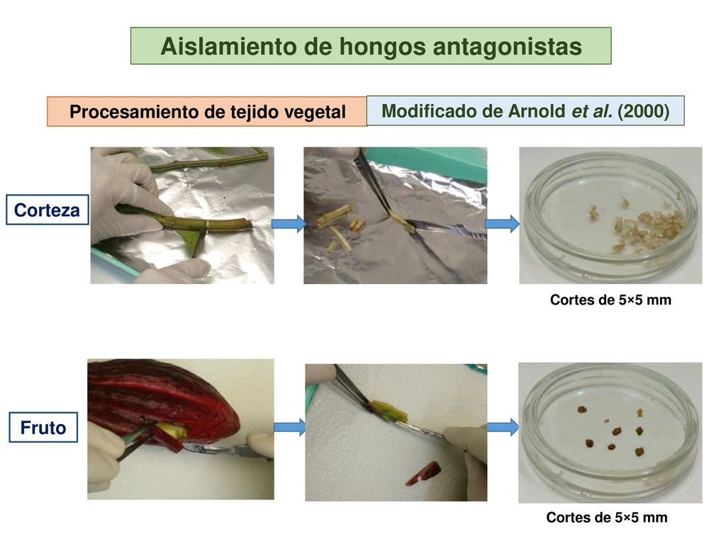 Aislamiento de hongos antagonistas