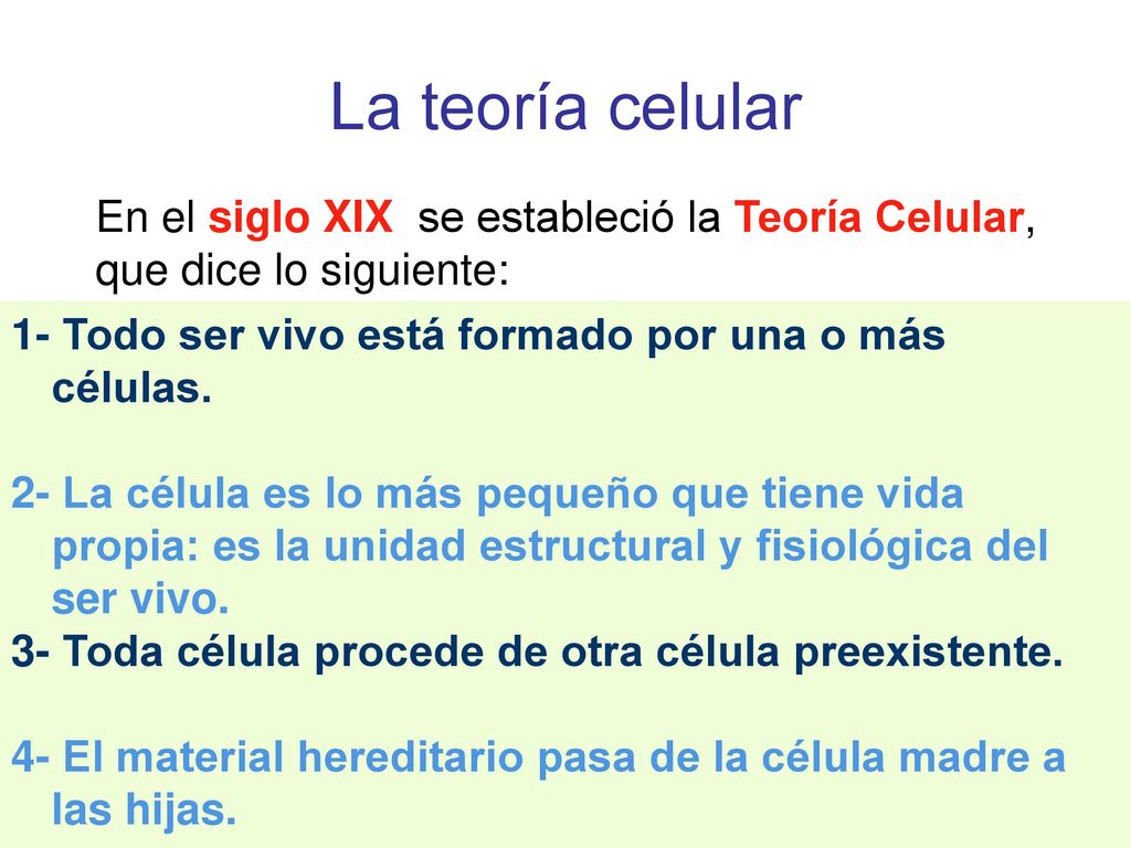 La teoría celular En el siglo XIX se estableció la Teoría Celular, que dice lo siguiente: 1- Todo ser vivo está formado por una o más células.