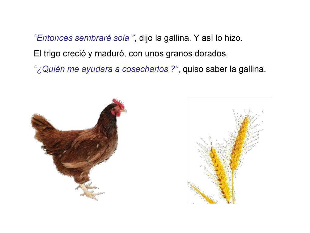 Entonces sembraré sola , dijo la gallina. Y así lo hizo.