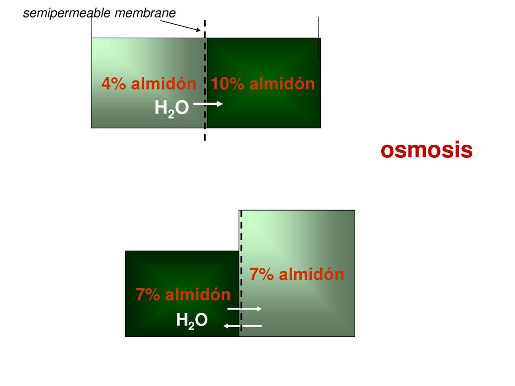 osmosis H2O 4% almidón 10% almidón 7% almidón 7% almidón H2O