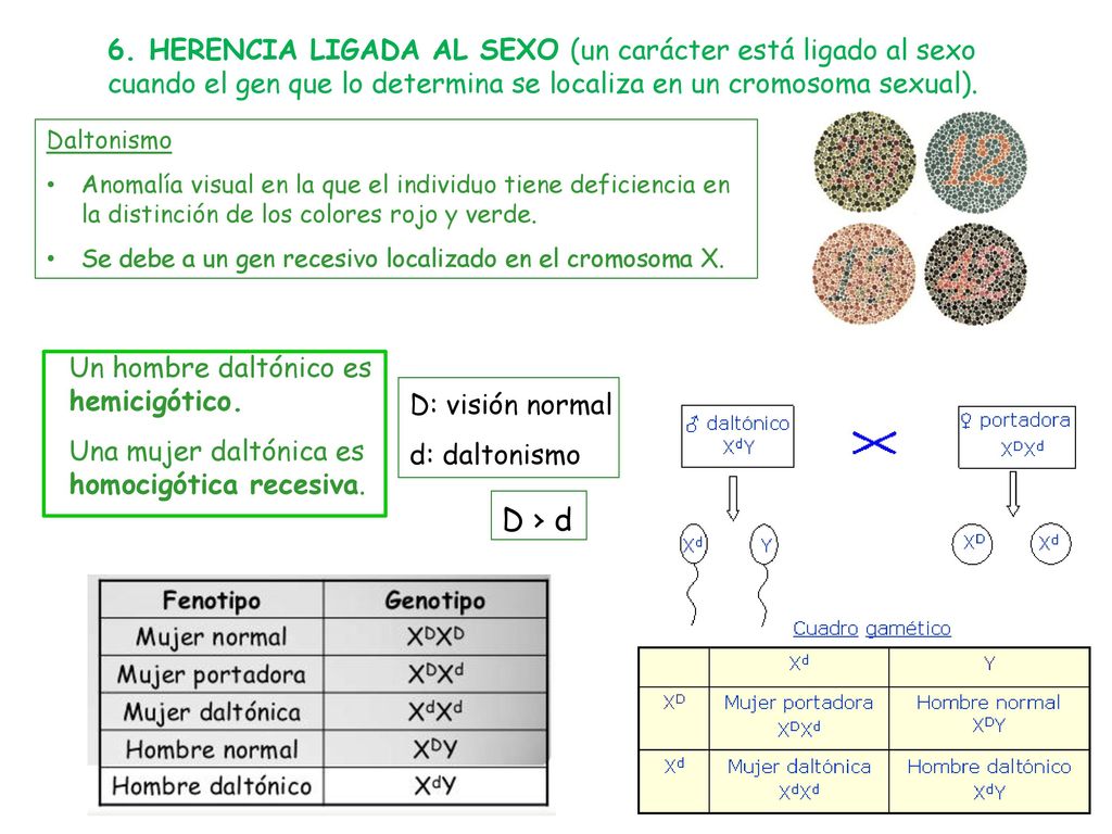 6. HERENCIA LIGADA AL SEXO (un carácter está ligado al sexo cuando el gen que lo determina se localiza en un cromosoma sexual).