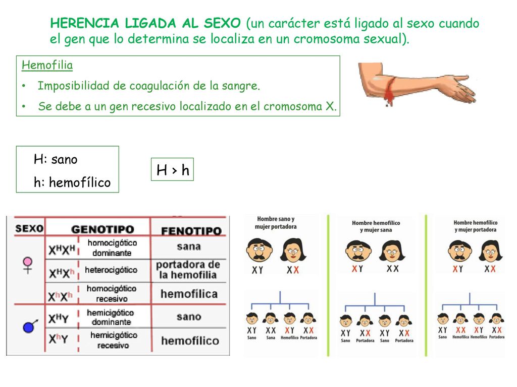 HERENCIA LIGADA AL SEXO (un carácter está ligado al sexo cuando el gen que lo determina se localiza en un cromosoma sexual).