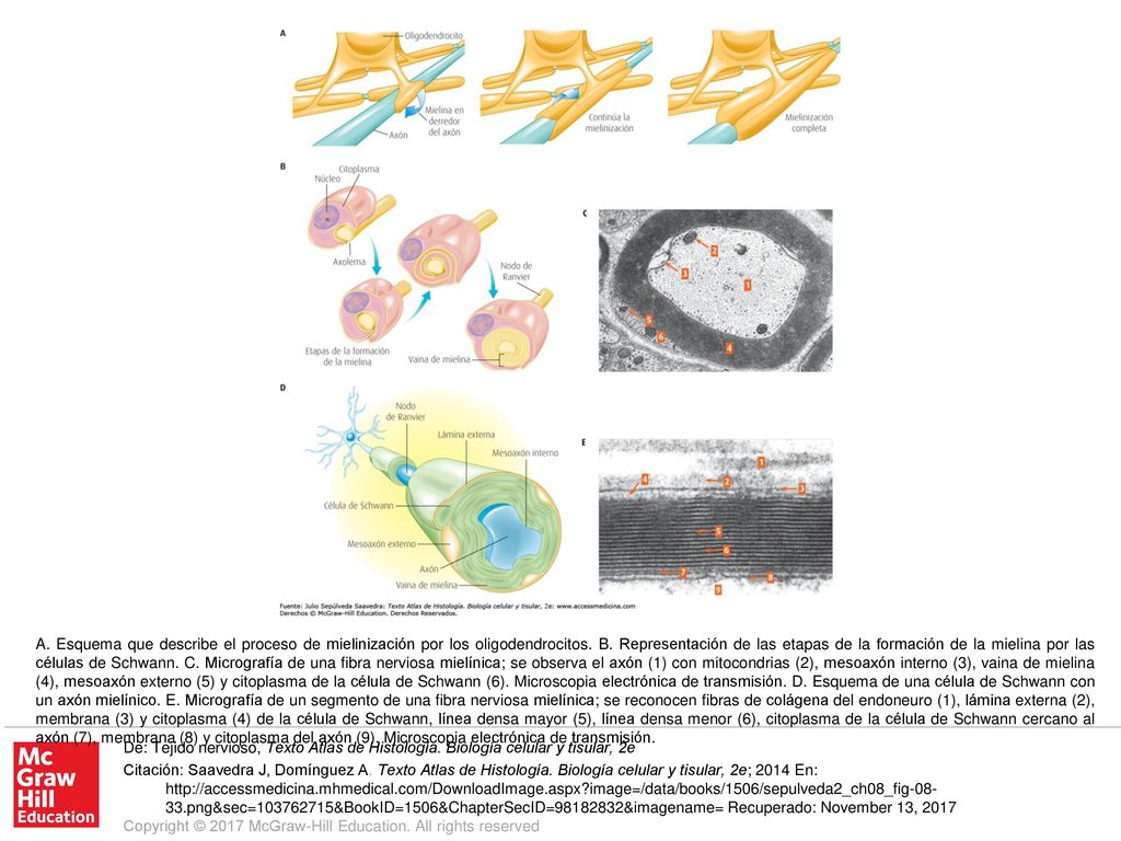 A. Esquema que describe el proceso de mielinización por los oligodendrocitos. B. Representación de las etapas de la formación de la mielina por las células de Schwann. C. Micrografía de una fibra nerviosa mielínica; se observa el axón (1) con mitocondrias (2), mesoaxón interno (3), vaina de mielina (4), mesoaxón externo (5) y citoplasma de la célula de Schwann (6). Microscopia electrónica de transmisión. D. Esquema de una célula de Schwann con un axón mielínico. E. Micrografía de un segmento de una fibra nerviosa mielínica; se reconocen fibras de colágena del endoneuro (1), lámina externa (2), membrana (3) y citoplasma (4) de la célula de Schwann, línea densa mayor (5), línea densa menor (6), citoplasma de la célula de Schwann cercano al axón (7), membrana (8) y citoplasma del axón (9). Microscopia electrónica de transmisión.