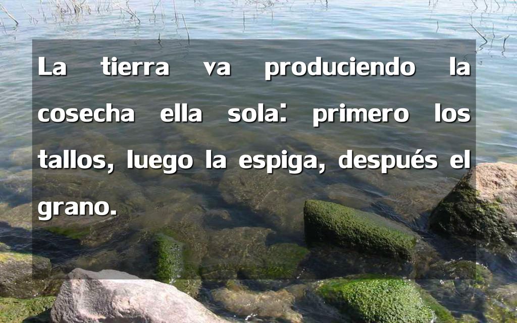 La tierra va produciendo la cosecha ella sola: primero los tallos, luego la espiga, después el grano.