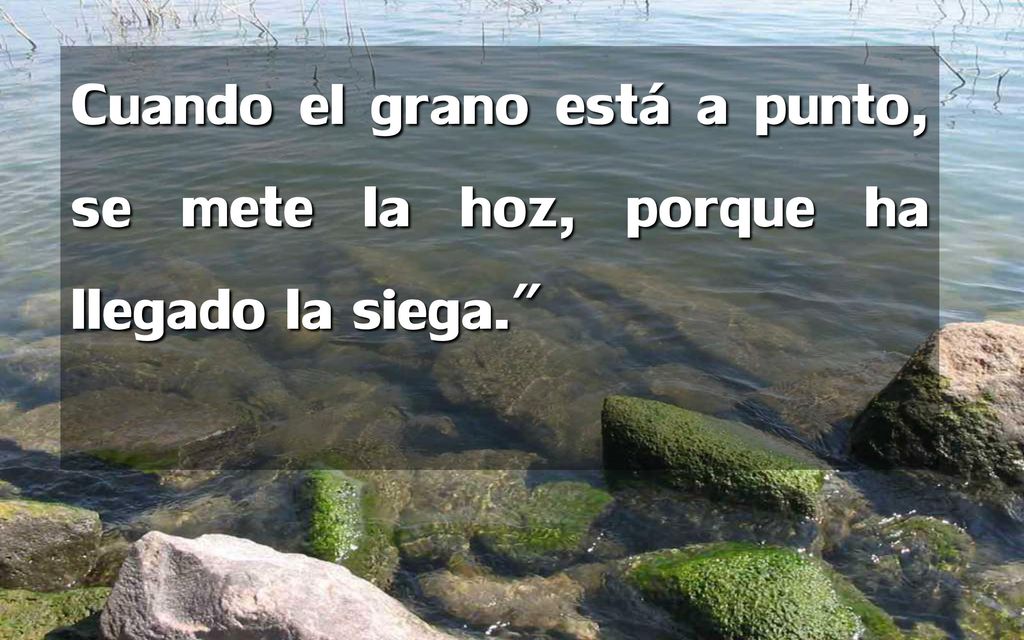 Cuando el grano está a punto, se mete la hoz, porque ha llegado la siega.