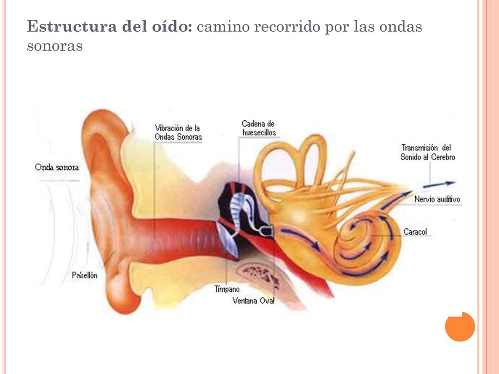 Estructura del oído: camino recorrido por las ondas sonoras