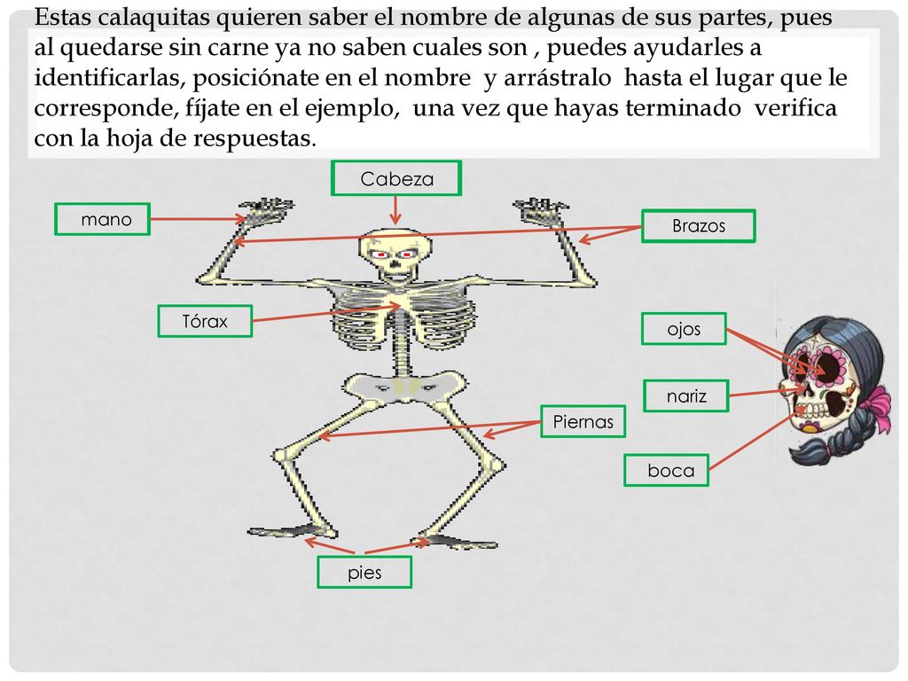 Estas calaquitas quieren saber el nombre de algunas de sus partes, pues al quedarse sin carne ya no saben cuales son , puedes ayudarles a identificarlas, posiciónate en el nombre y arrástralo hasta el lugar que le corresponde, fíjate en el ejemplo, una vez que hayas terminado verifica con la hoja de respuestas.