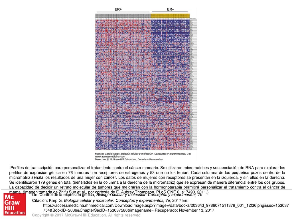 Perfiles de transcripción para personalizar el tratamiento contra el cáncer mamario. Se utilizaron micromatrices y secuenciación de RNA para explorar los perfiles de expresión génica en 76 tumores con receptores de estrógenos y 53 que no los tenían. Cada columna de los pequeños pozos dentro de la micromatriz señala los resultados de una mujer con cáncer. Los datos de mujeres con receptores se presentan en la izquierda, y sin ellos en la derecha. Se identificaron 179 genes en total (señalados en la columna a la derecha de la micromatriz) que se expresan de manera diferencial entre los dos grupos. La capacidad de decidir un retrato molecular de tumores que mejorarán con la hormonoterapia permitirá personalizar el tratamiento contra el cáncer de mama. (Imagen tomada de Zhifu Sun et al., por cortesía de E. Aubrey Thompson, PLoS ONE 6: e17490, 2011.)