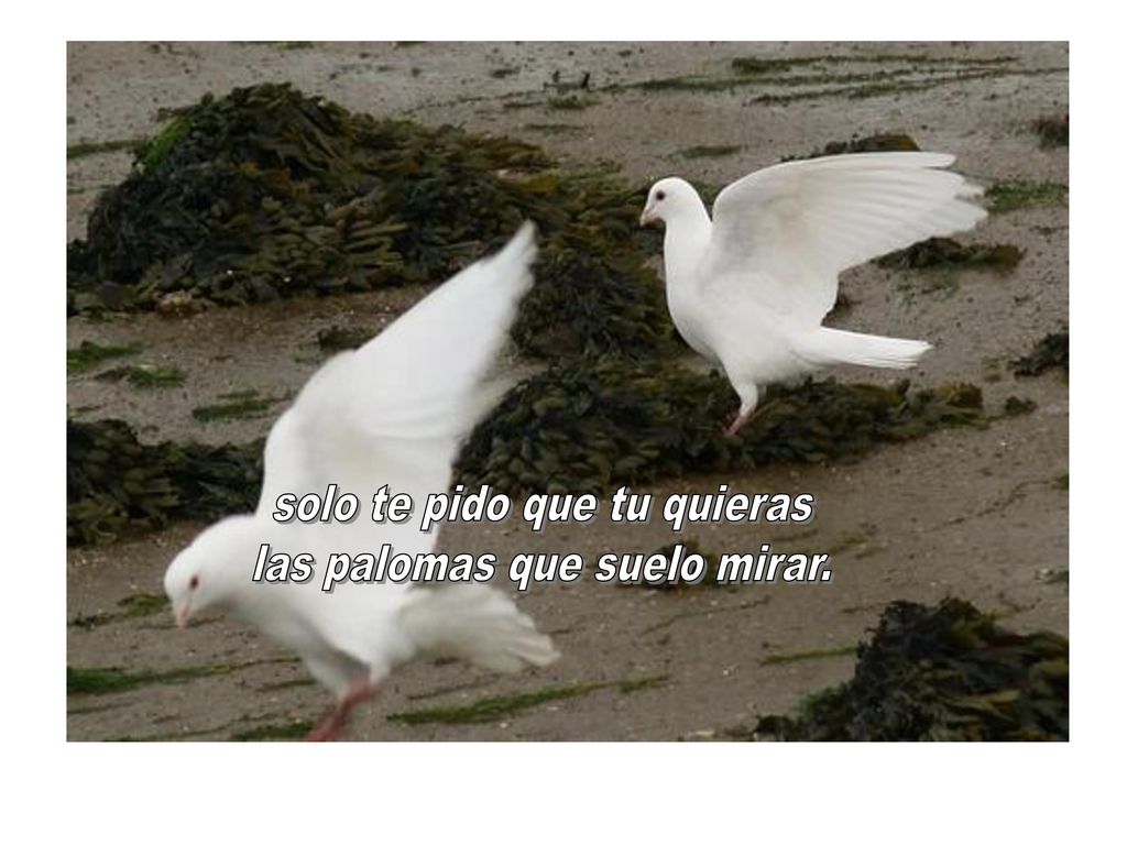 solo te pido que tu quieras las palomas que suelo mirar.