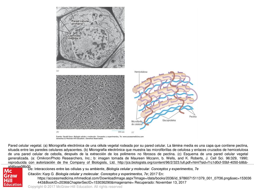 Pared celular vegetal. (a) Micrografía electrónica de una célula vegetal rodeada por su pared celular. La lámina media es una capa que contiene pectina, situada entre las paredes celulares adyacentes. (b) Micrografía electrónica que muestra las microfibrillas de celulosa y enlaces cruzados de hemicelulosa de una pared celular de cebolla, después de la extracción de los polímeros no fibrosos de pectina. (c) Esquema de una pared celular vegetal generalizada. (a: Omikron/Photo Researchers, Inc.; b: imagen tomada de Maureen Mccann, b. Wells, and K. Roberts, J. Cell Sci. 96:329, 1990; reproducida con autorización de the Company of Biologists, Ltd.   sid=f1c1d0cf-55bf-4050-b9bb-af46eae08b0f)