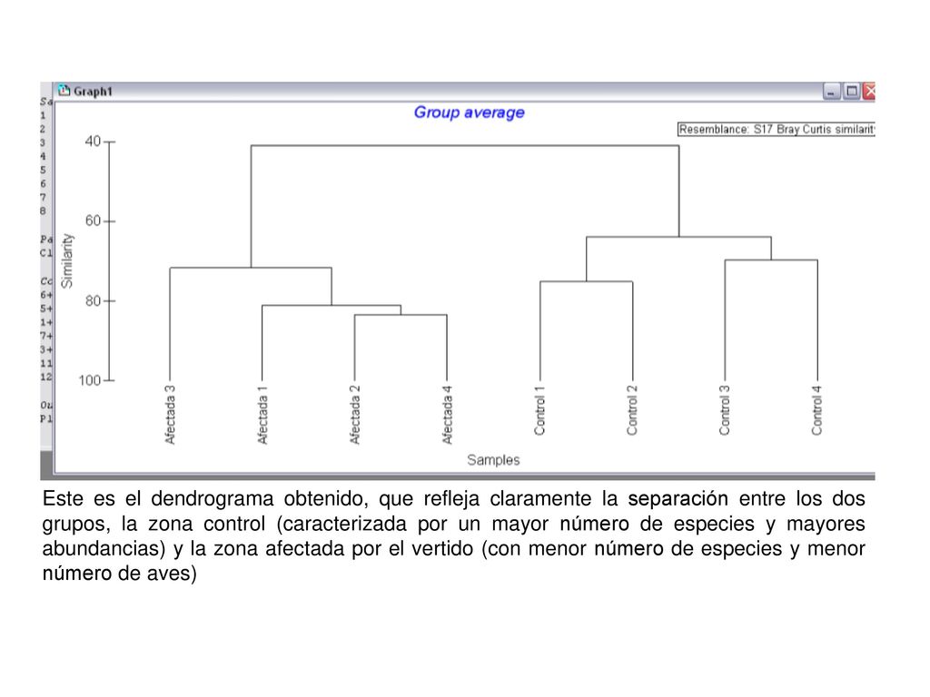 Este es el dendrograma obtenido, que refleja claramente la separación entre los dos grupos, la zona control (caracterizada por un mayor número de especies y mayores abundancias) y la zona afectada por el vertido (con menor número de especies y menor número de aves)