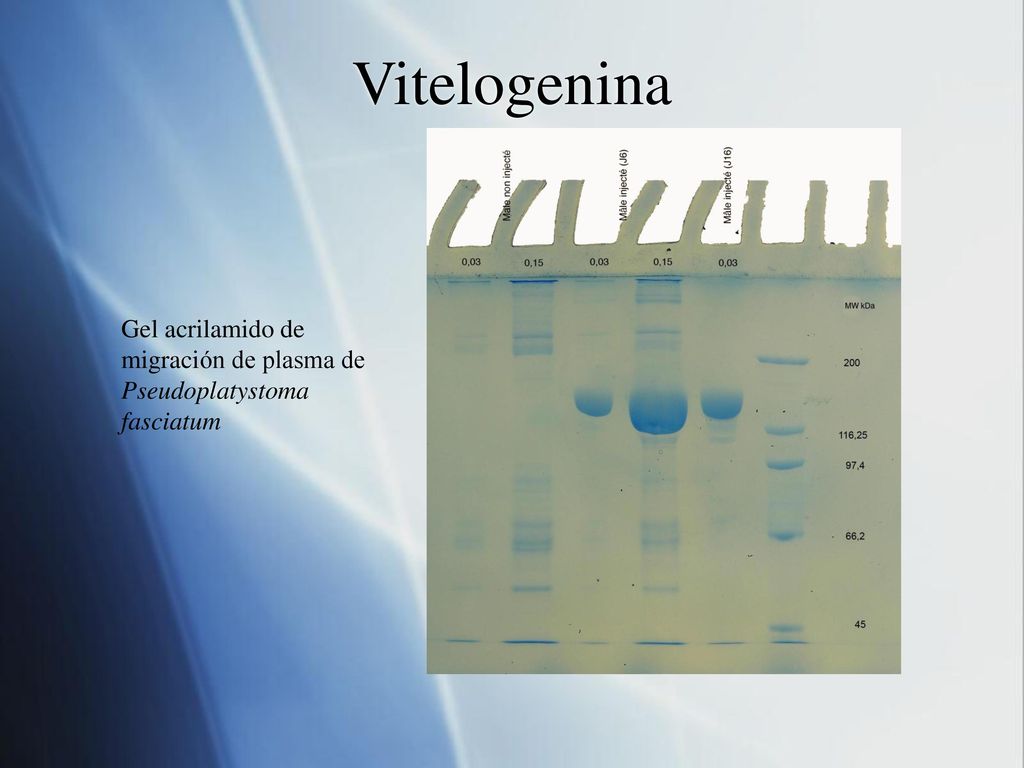 Vitelogenina Gel acrilamido de migración de plasma de Pseudoplatystoma fasciatum