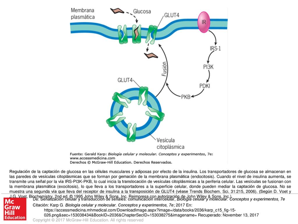 Regulación de la captación de glucosa en las células musculares y adiposas por efecto de la insulina. Los transportadores de glucosa se almacenan en las paredes de vesículas citoplásmicas que se forman por gemación de la membrana plasmática (endocitosis). Cuando el nivel de insulina aumenta, se transmite una señal por la vía IRS-PI3K-PKB, lo cual inicia la translocación de vesículas citoplásmicas a la periferia celular. Las vesículas se fusionan con la membrana plasmática (exocitosis), lo que lleva a los transportadores a la superficie celular, donde pueden mediar la captación de glucosa. No se muestra una segunda vía que lleva del receptor de insulina a la transposición de GLUT4 (véase Trends Biochem. Sci. 31:215, 2006). (Según D. Voet y J.G. Voet, Biochemistry, 2nd ed. © 1995 John Wiley & Sons, Inc. Reimpresa con autorización de John Wiley & Sons, Inc.)
