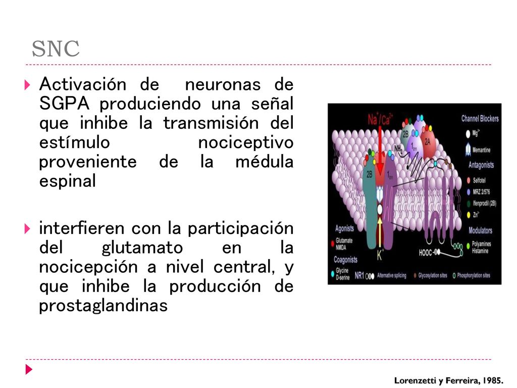 SNC Activación de neuronas de SGPA produciendo una señal que inhibe la transmisión del estímulo nociceptivo proveniente de la médula espinal.