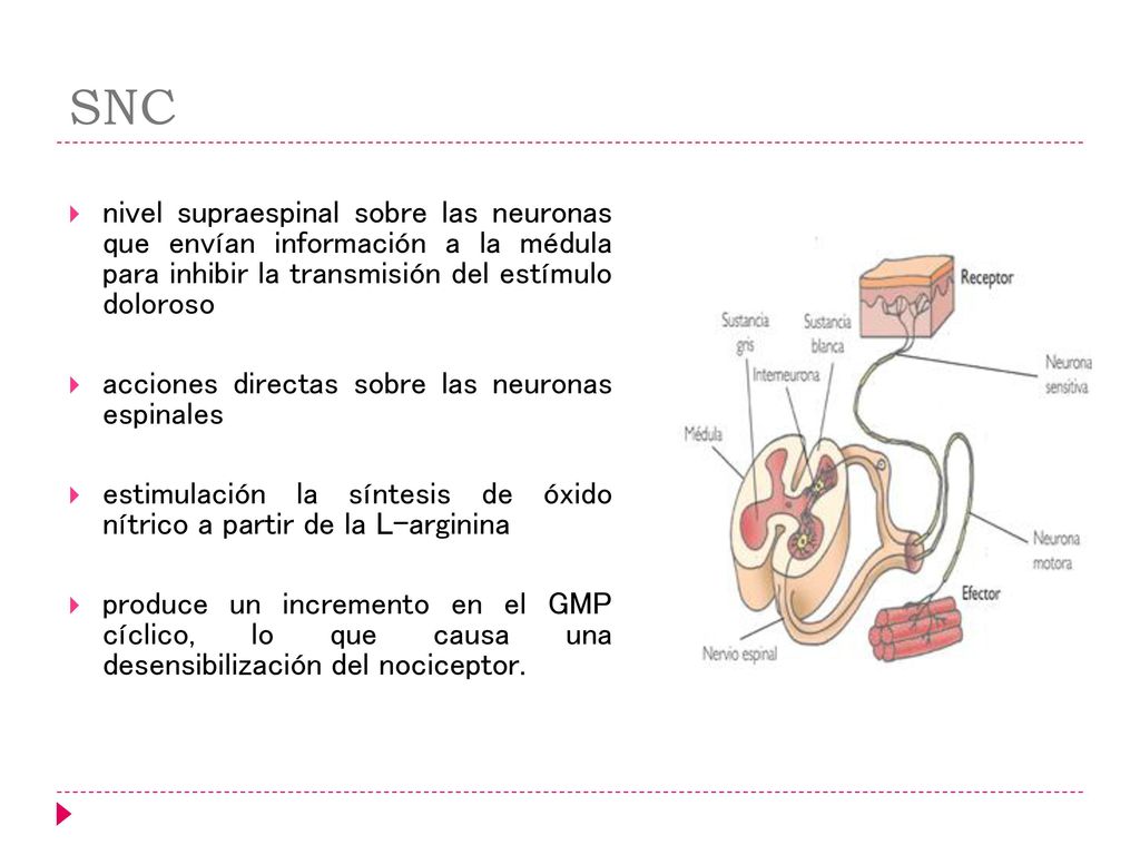 SNC nivel supraespinal sobre las neuronas que envían información a la médula para inhibir la transmisión del estímulo doloroso.
