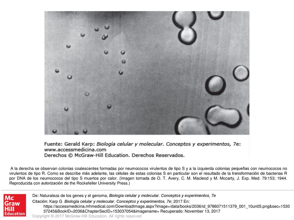 A la derecha se observan colonias coalescentes formadas por neumococos virulentos de tipo S y a la izquierda colonias pequeñas con neumococos no virulentos de tipo R. Como se describe más adelante, las células de estas colonias S en particular son el resultado de la transformación de bacterias R por DNA de los neumococos del tipo S muertos por calor. (Imagen tomada de O. T. Avery, C. M. Macleod y M. Mccarty, J. Exp. Med. 79:153; Reproducida con autorización de the Rockefeller University Press.)