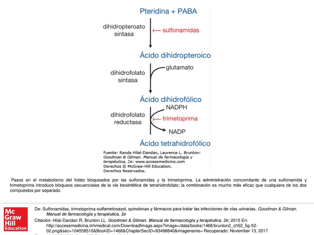 Pasos en el metabolismo del folato bloqueados por las sulfonamidas y la trimetoprima. La administración concomitante de una sulfonamida y trimetoprima introduce bloqueos secuenciales de la vía biosintética de tetrahidrofolato; la combinación es mucho más eficaz que cualquiera de los dos compuestos por separado.
