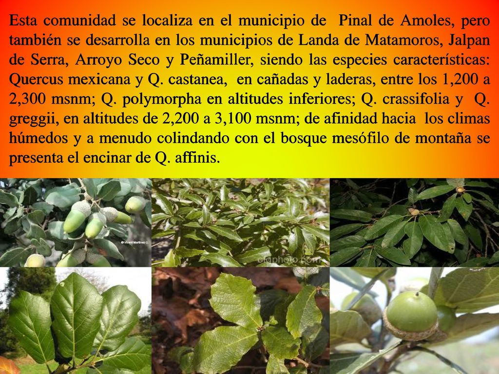 Esta comunidad se localiza en el municipio de Pinal de Amoles, pero también se desarrolla en los municipios de Landa de Matamoros, Jalpan de Serra, Arroyo Seco y Peñamiller, siendo las especies características: Quercus mexicana y Q.