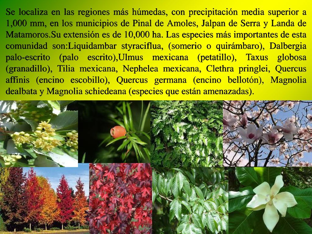 Se localiza en las regiones más húmedas, con precipitación media superior a 1,000 mm, en los municipios de Pinal de Amoles, Jalpan de Serra y Landa de Matamoros.Su extensión es de 10,000 ha.