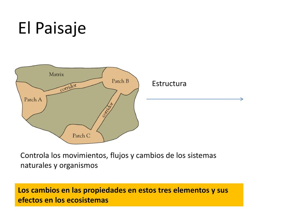 El Paisaje Estructura. Controla los movimientos, flujos y cambios de los sistemas naturales y organismos.