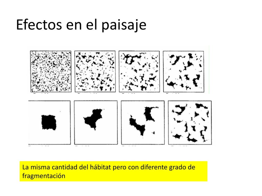 Efectos en el paisaje La misma cantidad del hábitat pero con diferente grado de fragmentación
