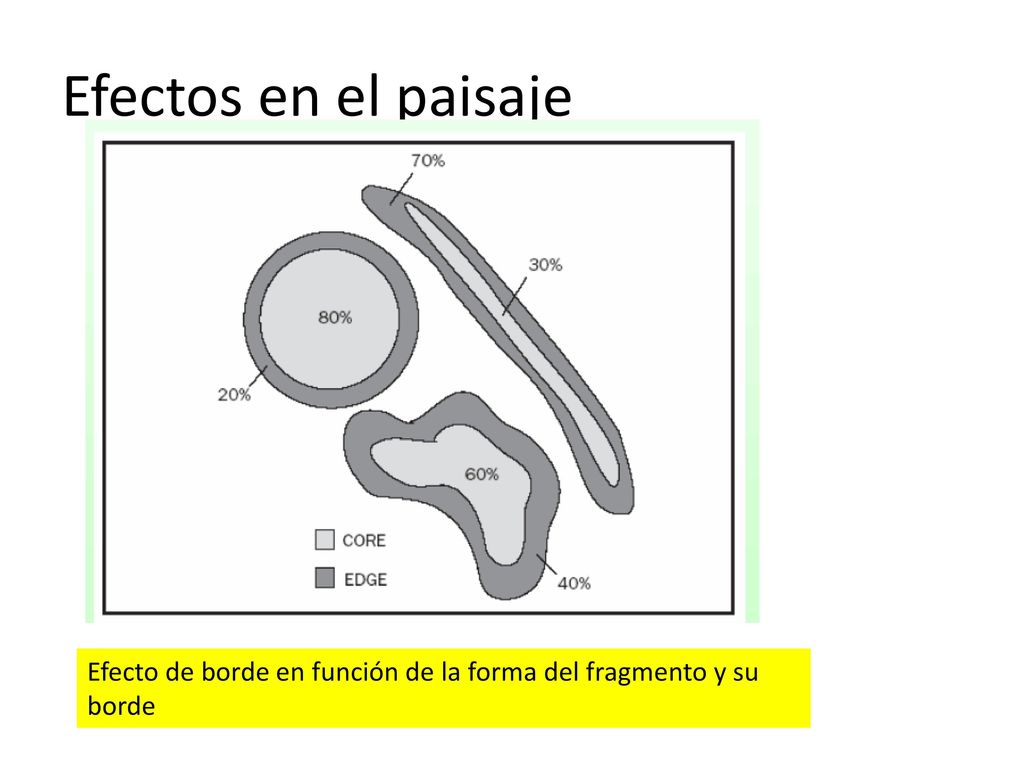 Efectos en el paisaje Efecto de borde en función de la forma del fragmento y su borde