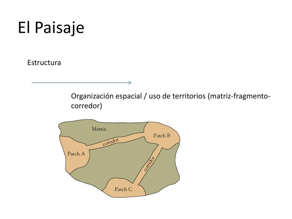 El Paisaje Estructura Organización espacial / uso de territorios (matriz-fragmento-corredor)
