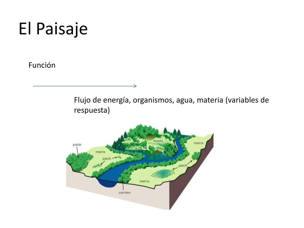 El Paisaje Función Flujo de energía, organismos, agua, materia (variables de respuesta)