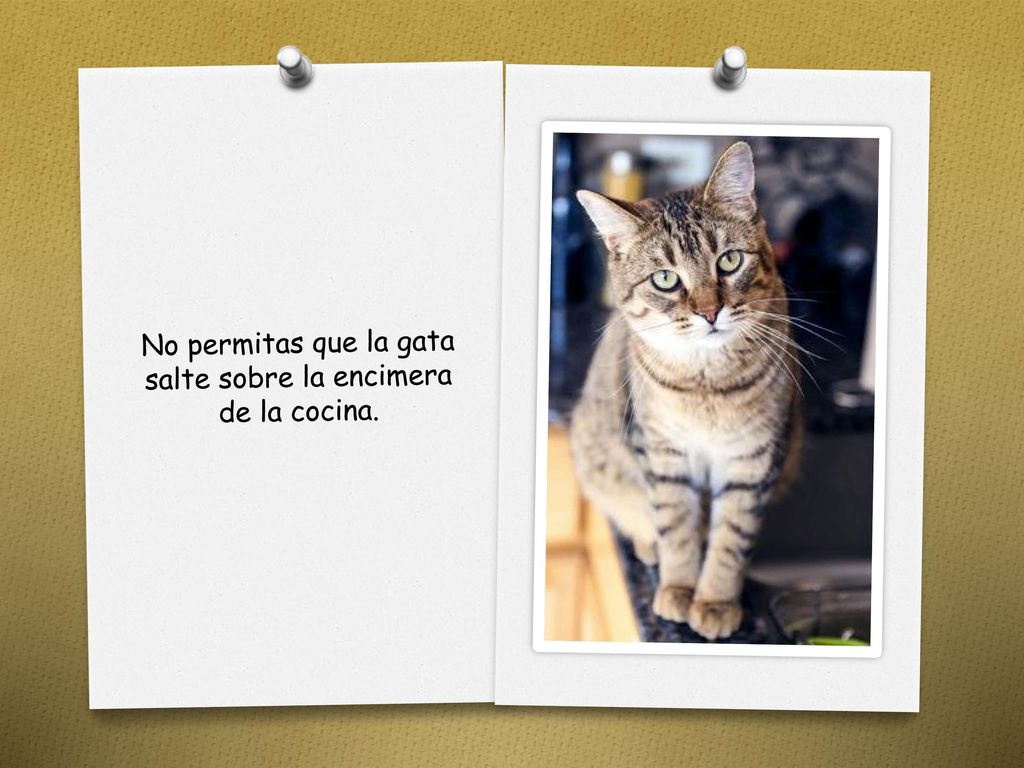 No permitas que la gata salte sobre la encimera de la cocina.