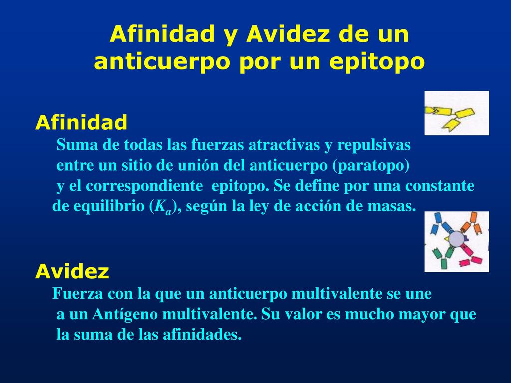 Afinidad y Avidez de un anticuerpo por un epitopo