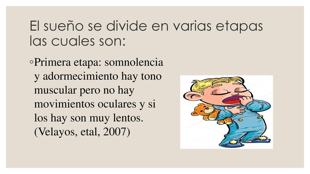 El sueño se divide en varias etapas las cuales son: