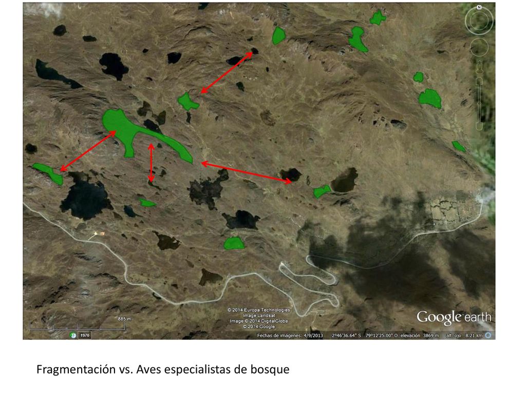 Fragmentación vs. Aves especialistas de bosque