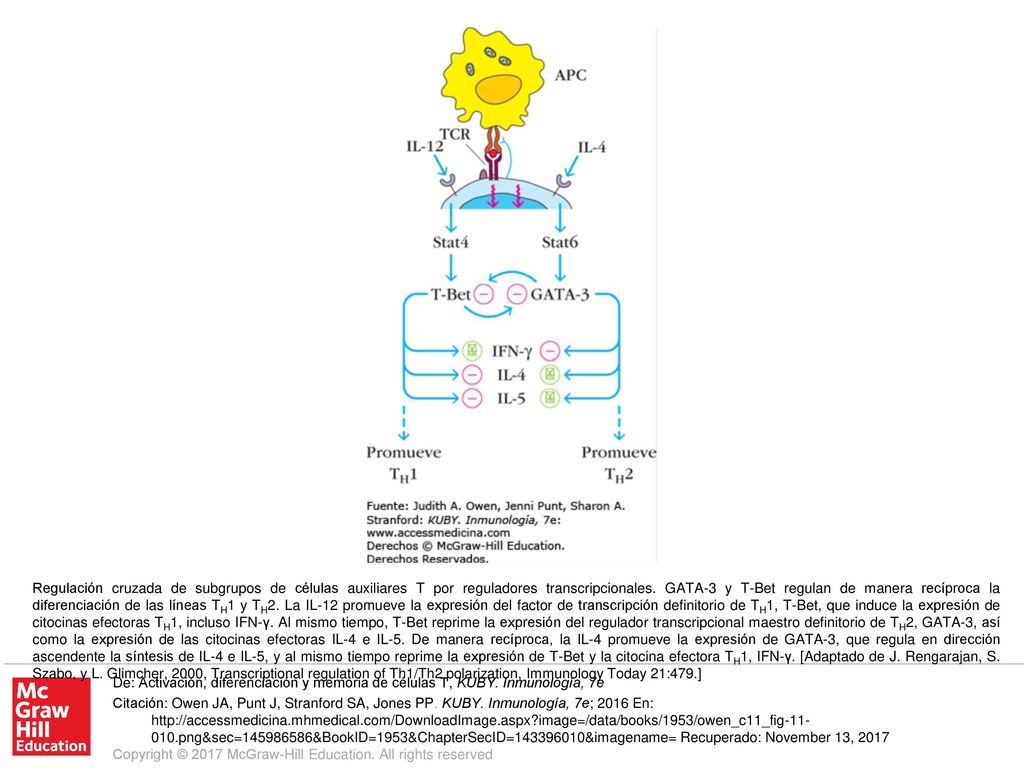 Regulación cruzada de subgrupos de células auxiliares T por reguladores transcripcionales. GATA-3 y T-Bet regulan de manera recíproca la diferenciación de las líneas TH1 y TH2. La IL-12 promueve la expresión del factor de transcripción definitorio de TH1, T-Bet, que induce la expresión de citocinas efectoras TH1, incluso IFN-γ. Al mismo tiempo, T-Bet reprime la expresión del regulador transcripcional maestro definitorio de TH2, GATA-3, así como la expresión de las citocinas efectoras IL-4 e IL-5. De manera recíproca, la IL-4 promueve la expresión de GATA-3, que regula en dirección ascendente la síntesis de IL-4 e IL-5, y al mismo tiempo reprime la expresión de T-Bet y la citocina efectora TH1, IFN-γ. [Adaptado de J. Rengarajan, S. Szabo, y L. Glimcher, 2000, Transcriptional regulation of Th1/Th2 polarization, Immunology Today 21:479.]