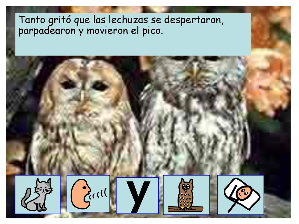 Tanto gritó que las lechuzas se despertaron, parpadearon y movieron el pico.