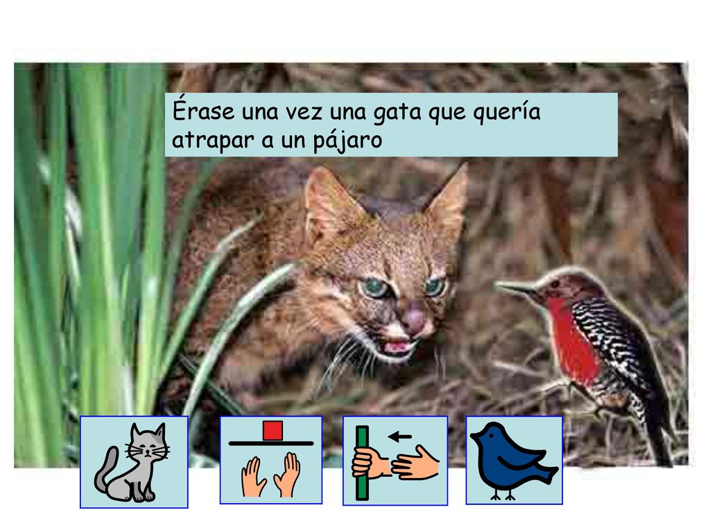 Érase una vez una gata que quería atrapar a un pájaro