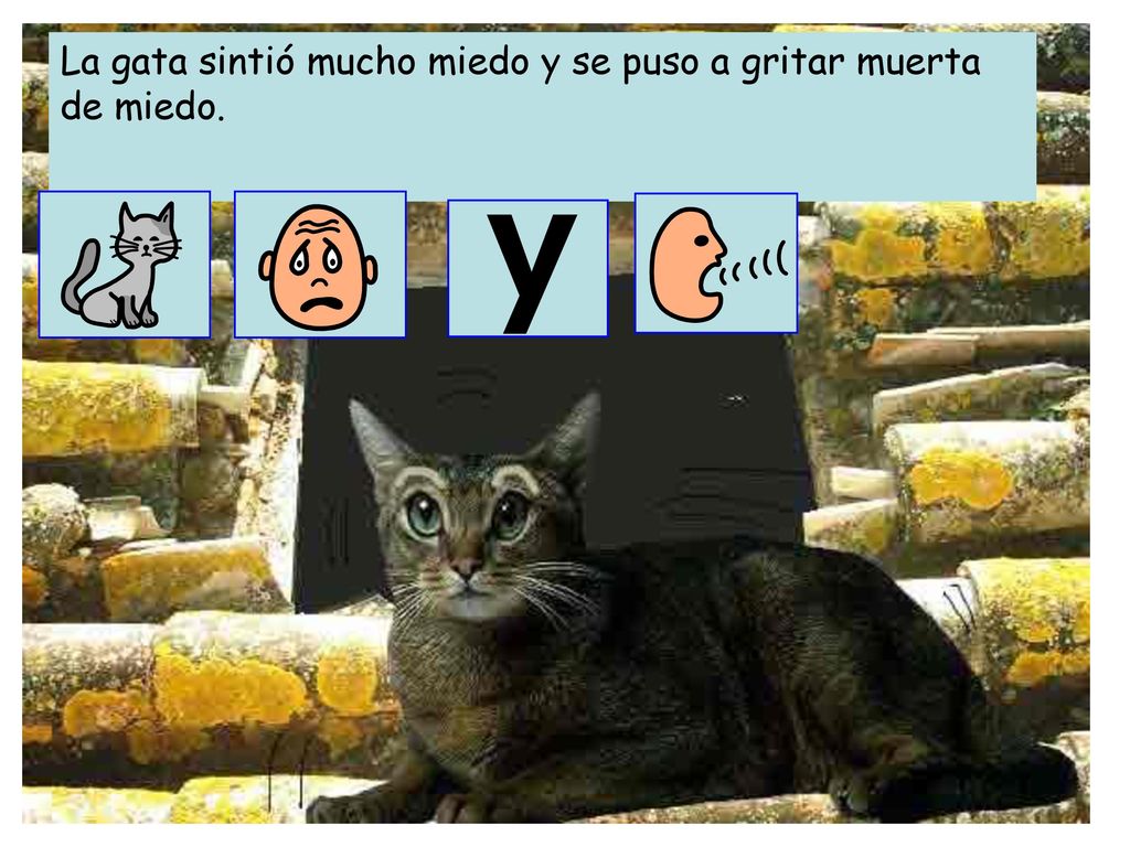 La gata sintió mucho miedo y se puso a gritar muerta de miedo.